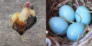 Yeşil Yumurta Yumurtlayan Tavuk Üretimi Nasıl Yapılır?